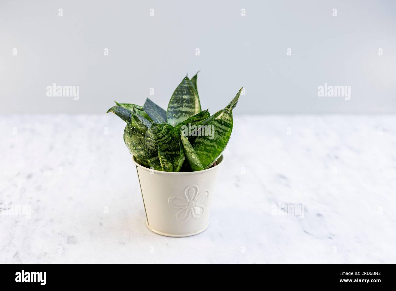Wunderschöne schlangenpflanze sansevieria hahnii isoliert auf weißem Hintergrund Stockfoto