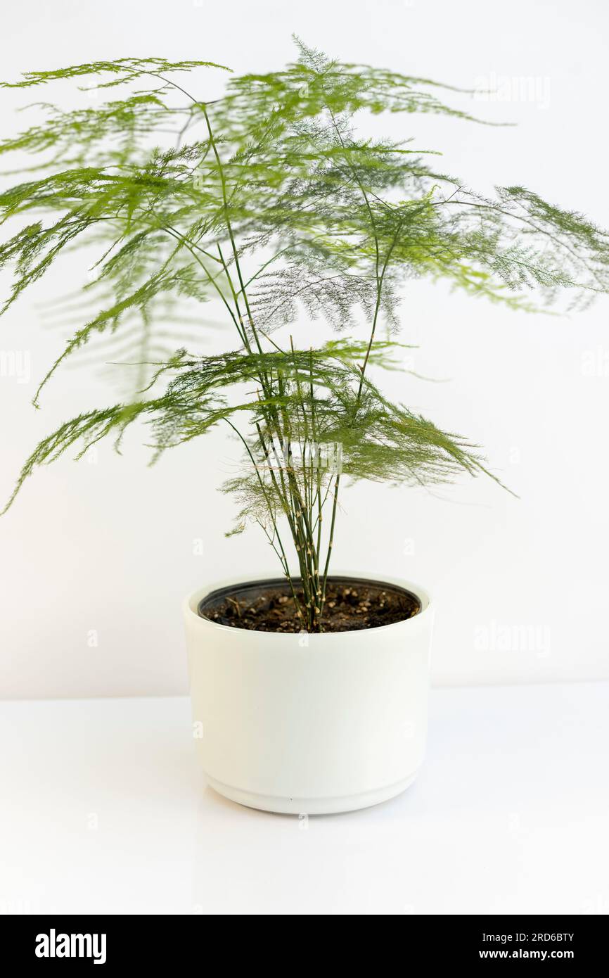 Wunderschner Asparagus plumosa Farn isoliert auf weiem Hintergrund  Stockfotografie - Alamy