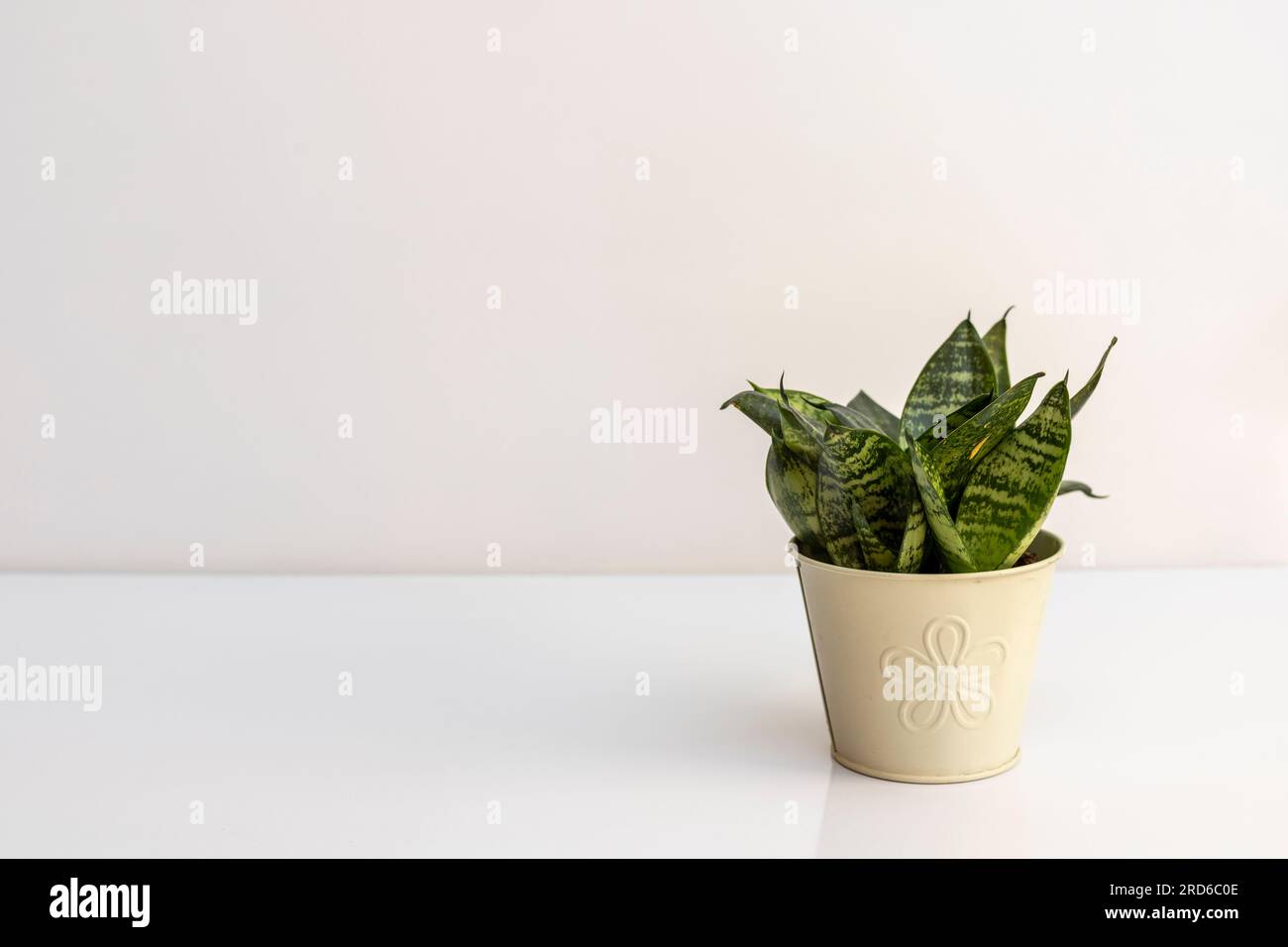 Zwergschlangen-Pflanze isoliert auf weißem Hintergrund mit Kopierraum Stockfoto