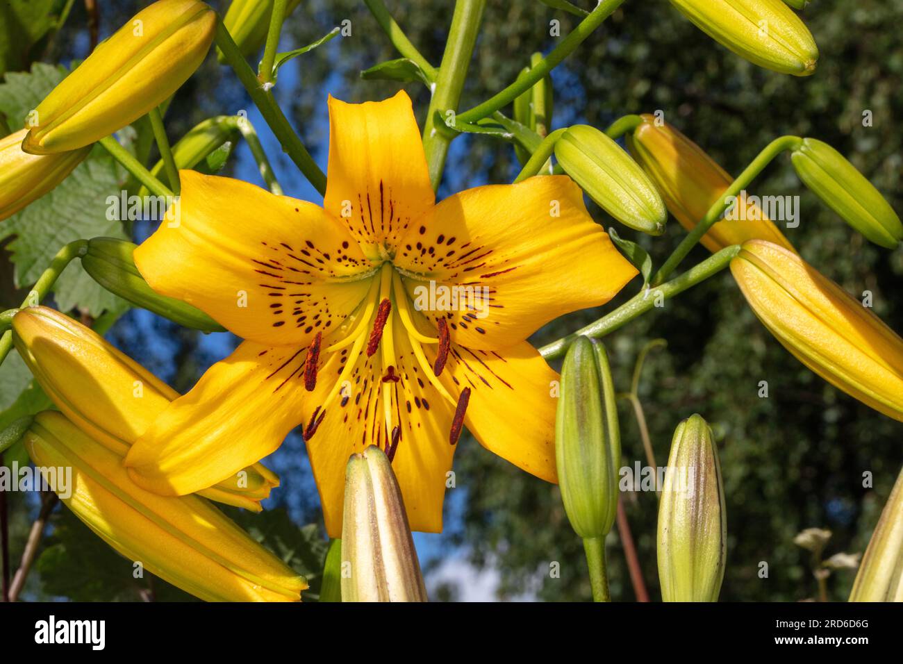 „Yellow Pixels“ Asiatische Lily, Asiatik lilja (Lilium asiatica) Stockfoto