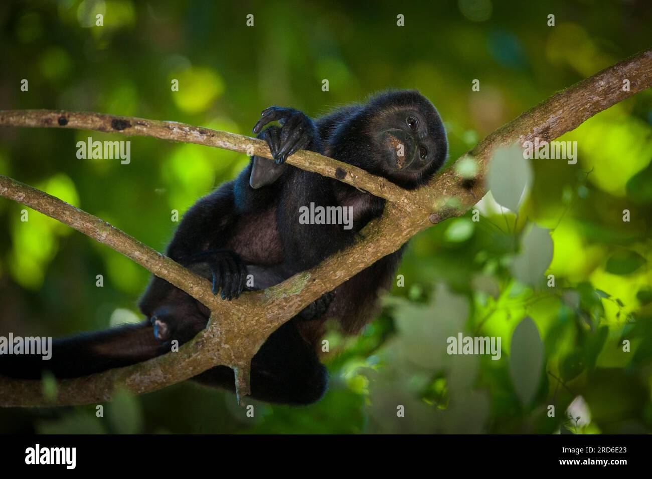 Coiba Howler Monkey, Alouatta coibensis, im Regenwald im Coiba-Nationalpark, Pazifik, Provinz Veraguas, Republik Panama. Stockfoto