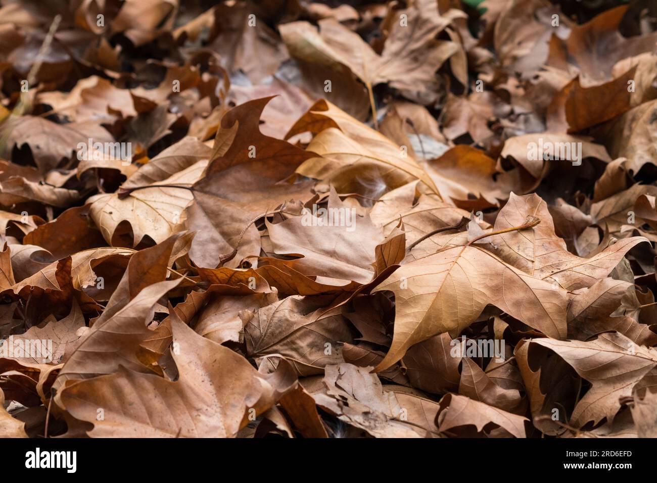 Nahaufnahme totes, trockenes, braunes Herbst- oder Herbstesichenblätter liegen auf dem Boden Konzept Wetter und Jahreszeiten abstrakten Naturhintergrund oder Tapeten Stockfoto