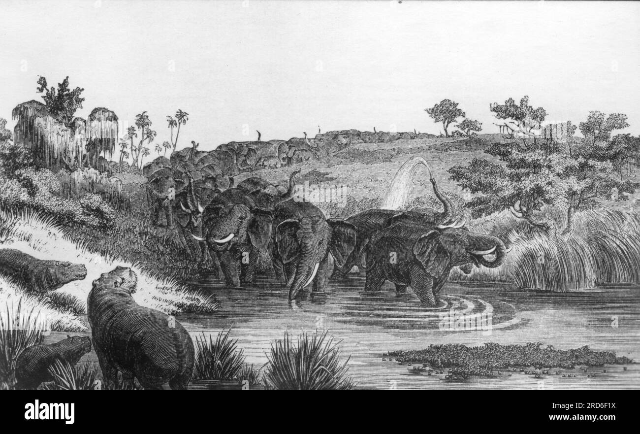 zoologie / Tiere, Proboscidean, Elefant, afrikanischer Elefant (Loxodonta), Herde auf Wasserloch, TSCHAD-SEE, ZUSÄTZLICHE-RECHTE-FREIGABE-INFO-NICHT-VERFÜGBAR Stockfoto