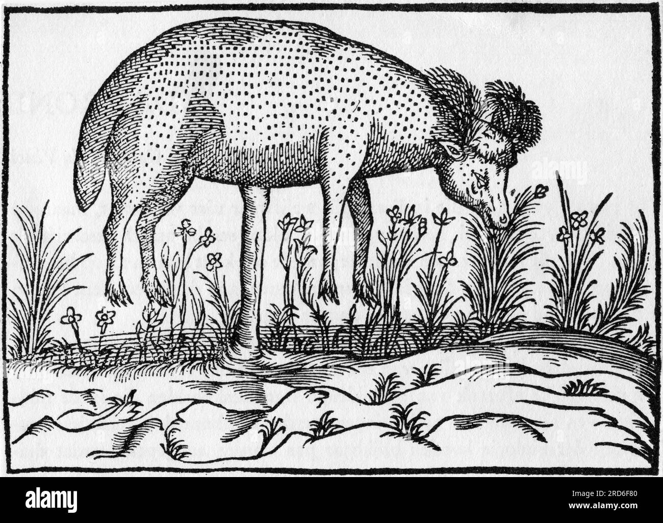 zoologie / Tiere, Schafe, ein artarianisches Lamm, auf einem Stiel wachsen, zeichnen, ZUSÄTZLICHE-RECHTE-FREIGABE-INFO-NICHT-VERFÜGBAR Stockfoto