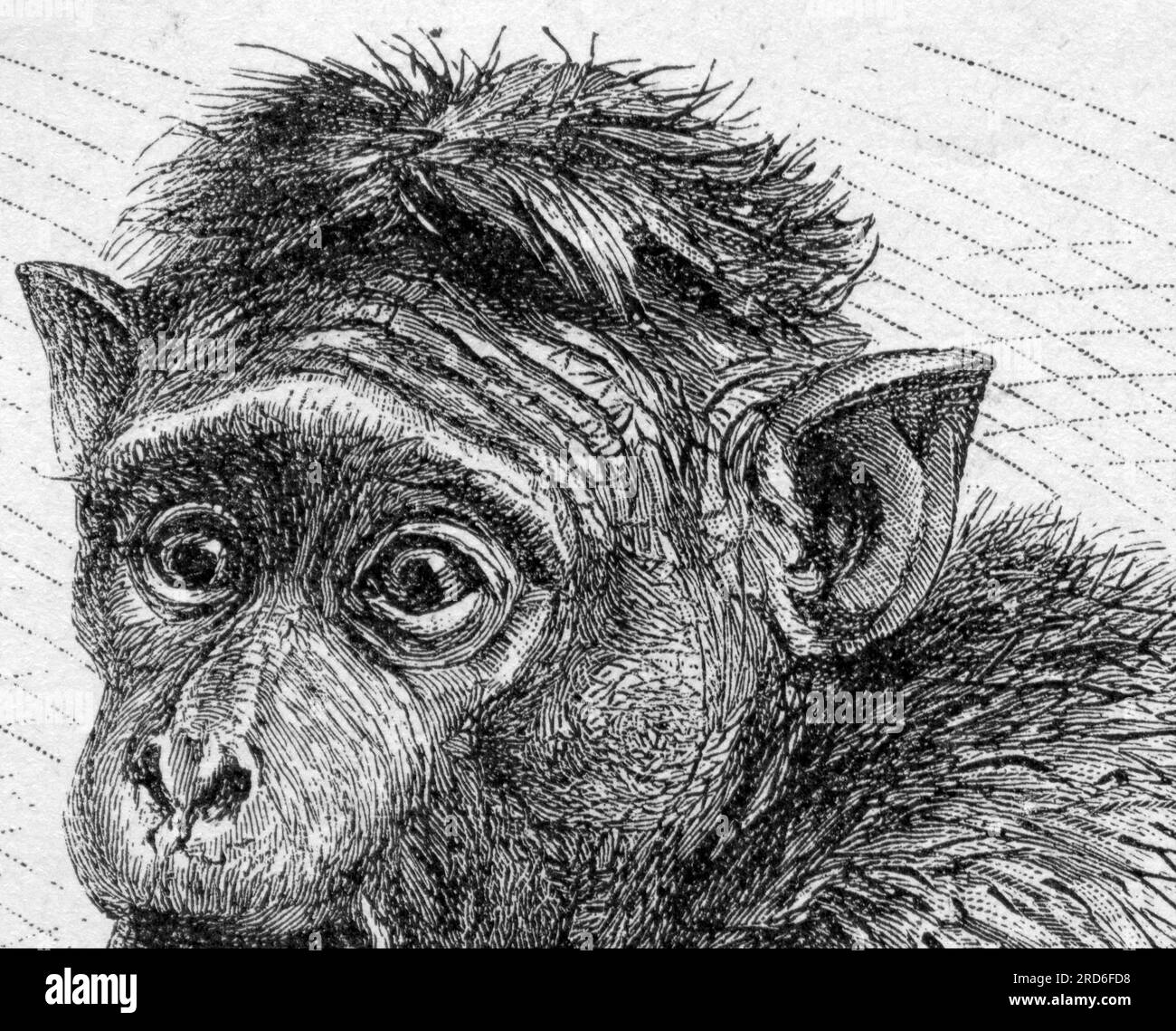 zoologie / Tiere, Affe, Makaken (Macaca sinica), Holzgravierung, 19. Jahrhundert, URHEBERRECHT DES KÜNSTLERS MUSS NICHT GEKLÄRT WERDEN Stockfoto