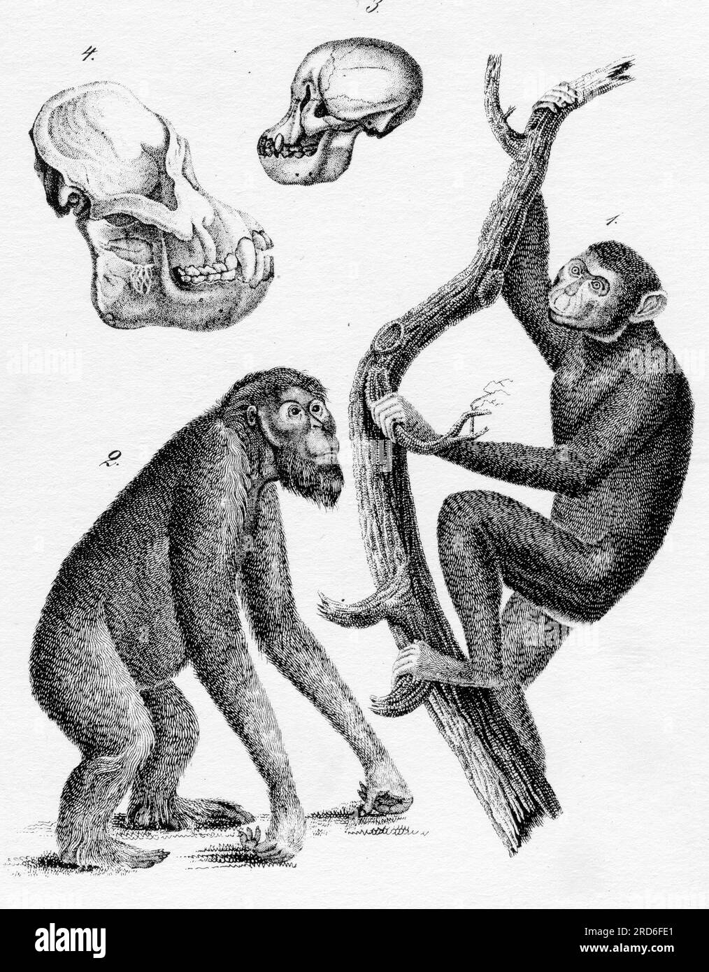 zoologie / Tiere, Affe, Orang-Utan (Pongo) und Schimpanse (Pan), Holzgravierung, aus: August Lueben, URHEBERRECHT DES KÜNSTLERS MUSS NICHT GEKLÄRT WERDEN Stockfoto