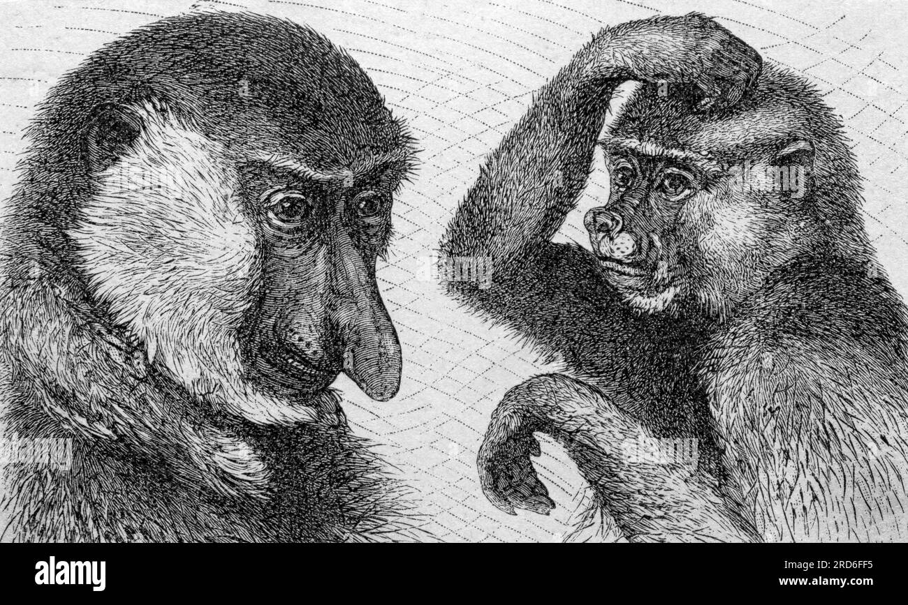 zoologie / Tiere, Affe, Proboscis-Affe (Nasalis larvatus), Holzgravierung, 19. Jahrhundert, URHEBERRECHT DES KÜNSTLERS MUSS NICHT GEKLÄRT WERDEN Stockfoto