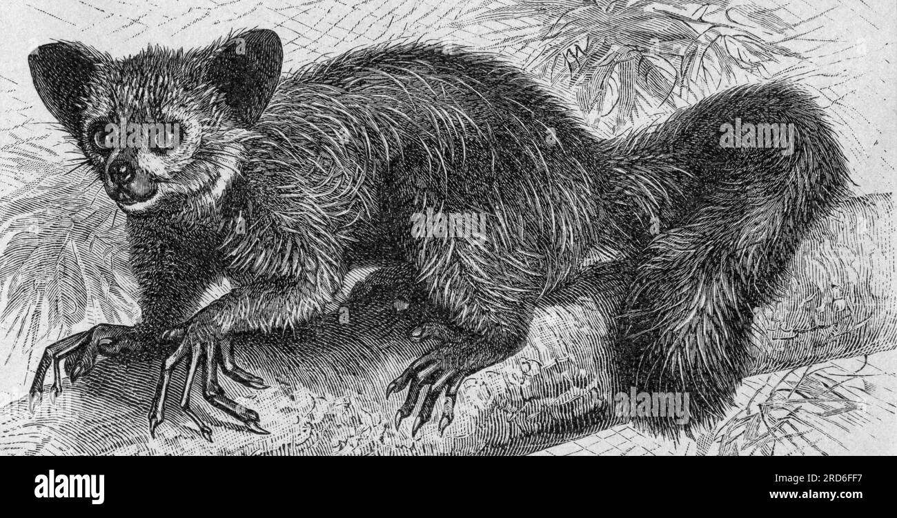 zoologie / Tiere, Affe, Aye-aye (Daubentonia madagascariensis), Holzgravierung, 19. Jahrhundert, DAS URHEBERRECHT DES KÜNSTLERS MUSS NICHT GELÖSCHT WERDEN Stockfoto