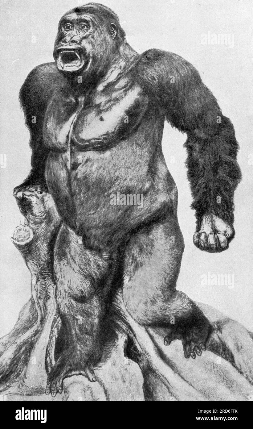 zoologie / Tiere, Affen, männlicher Gorilla (Gorilla), Kamerun, Holzgravierung, UM 1900 MUSS DAS URHEBERRECHT DES KÜNSTLERS NICHT FREIGEGEBEN WERDEN Stockfoto