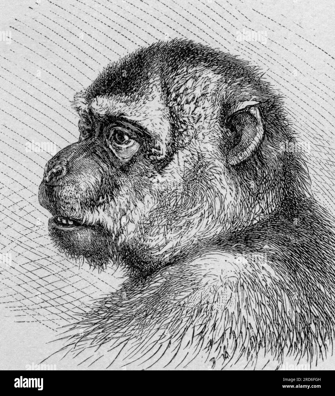 zoologie / Tiere, Affen, barbaren Affen (Macaca sylvanus), Holzgravierung, 19. Jahrhundert, URHEBERRECHT DES KÜNSTLERS MUSS NICHT GEKLÄRT WERDEN Stockfoto