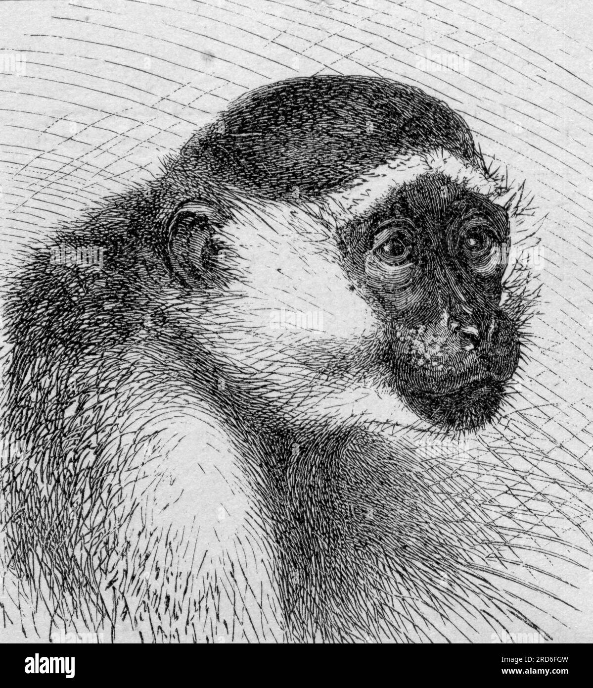 zoologie / Tiere, Affe, grüner Affe (Chlorocebus sabaeus), Holzgravierung, 19. Jahrhundert, URHEBERRECHT DES KÜNSTLERS MUSS NICHT GEKLÄRT WERDEN Stockfoto