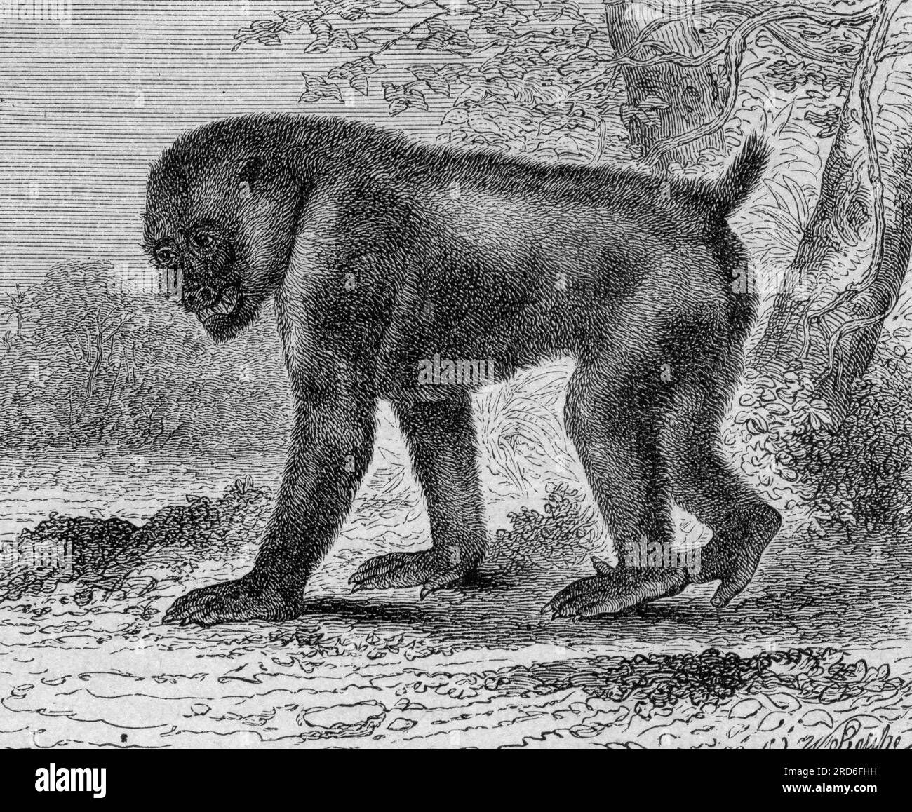 zoologie / Tiere, Affen, Mandril (Mandrillus sphinx), Holzgravierung, 19. Jahrhundert, DAS URHEBERRECHT DES KÜNSTLERS MUSS NICHT GELÖSCHT WERDEN Stockfoto