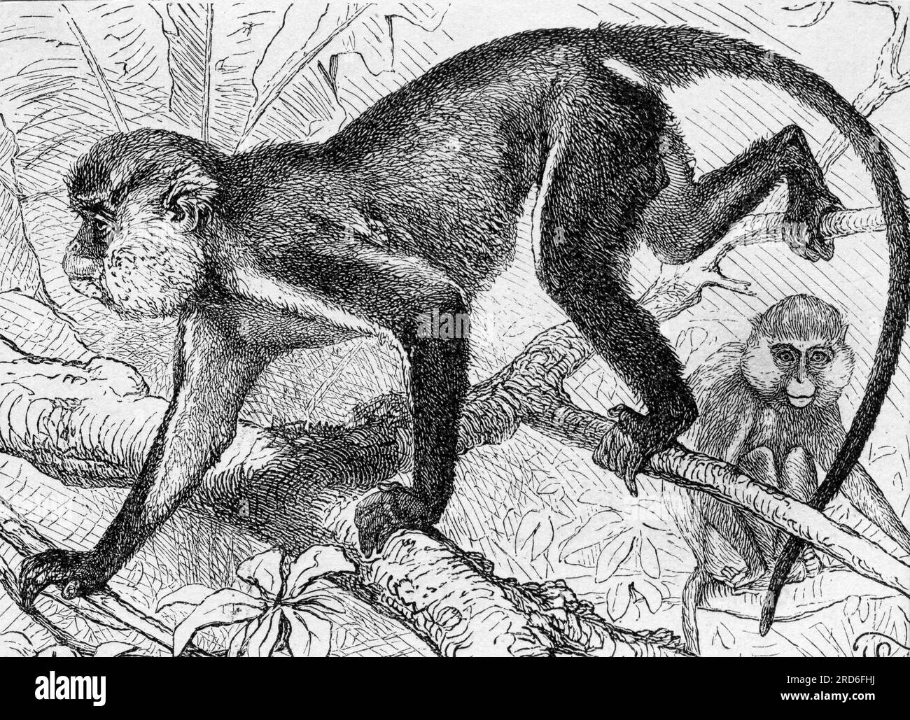zoologie / Tiere, Affe, mona-Affe (Cercopthecus mona), Holzgravierung, 19. Jahrhundert, KÜNSTLERURKUNDE MUSS NICHT GEKLÄRT WERDEN Stockfoto
