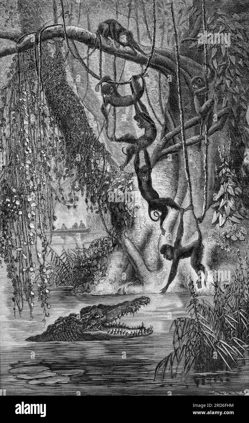 zoologie / Tiere, Affen, Affen im amerikanischen Urwald, nach der „Le Tour du Monde“ angepasst, MUSS das URHEBERRECHT DES KÜNSTLERS NICHT GEKLÄRT WERDEN Stockfoto