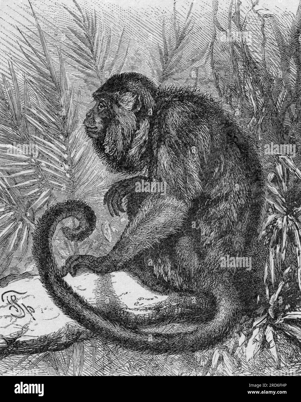 zoologie / Tiere, Affen, Brüllaffe (Alouatta), Holzgravierung, 19. Jahrhundert, DAS URHEBERRECHT DES KÜNSTLERS MUSS NICHT GELÖSCHT WERDEN Stockfoto