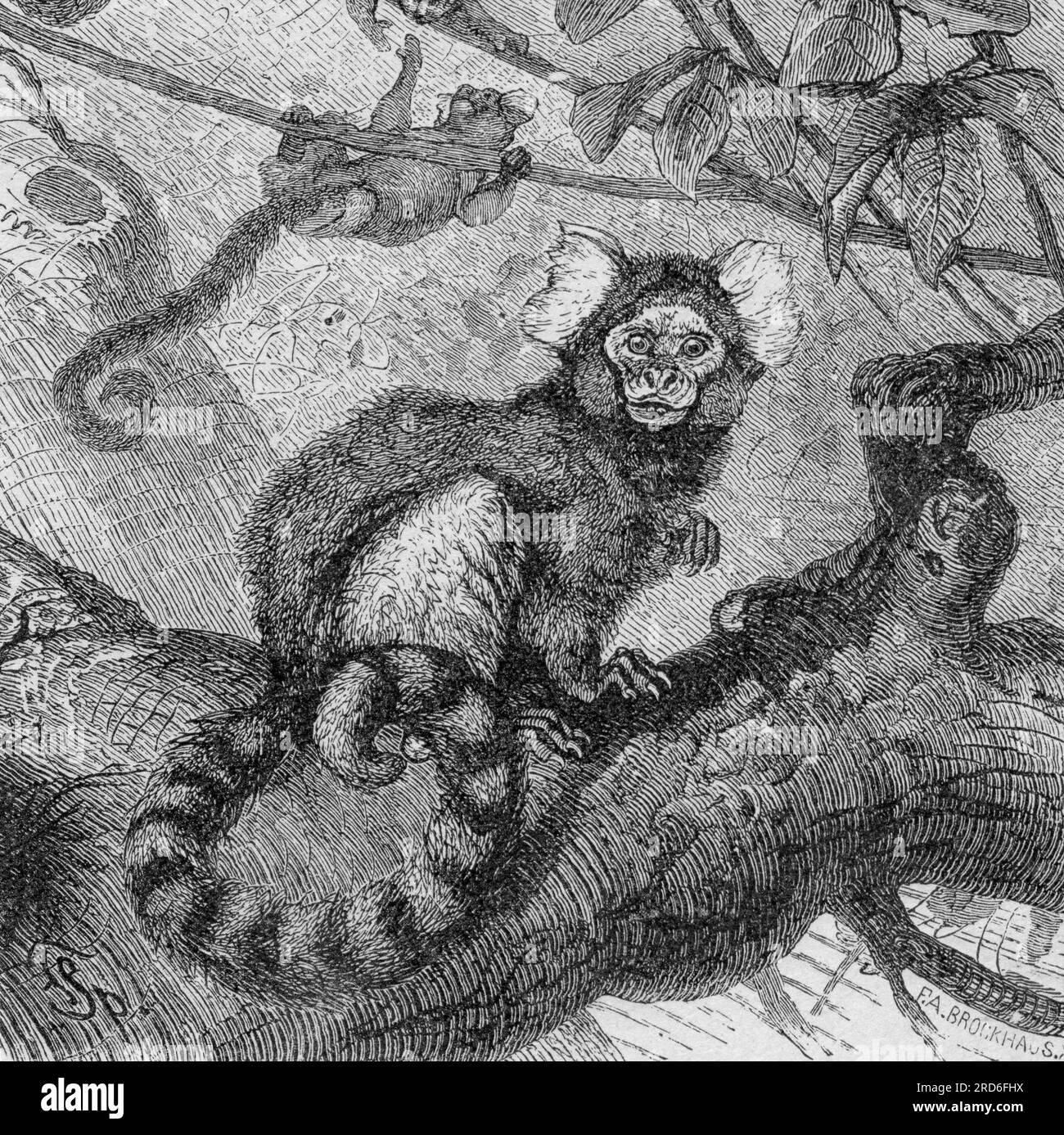 zoologie / Tiere, gewöhnlicher Kammmuschel (Callithrix jacchus), Holzgravierung, 19. Jahrhundert, KÜNSTLERURKUNDE MUSS NICHT GEKLÄRT WERDEN Stockfoto