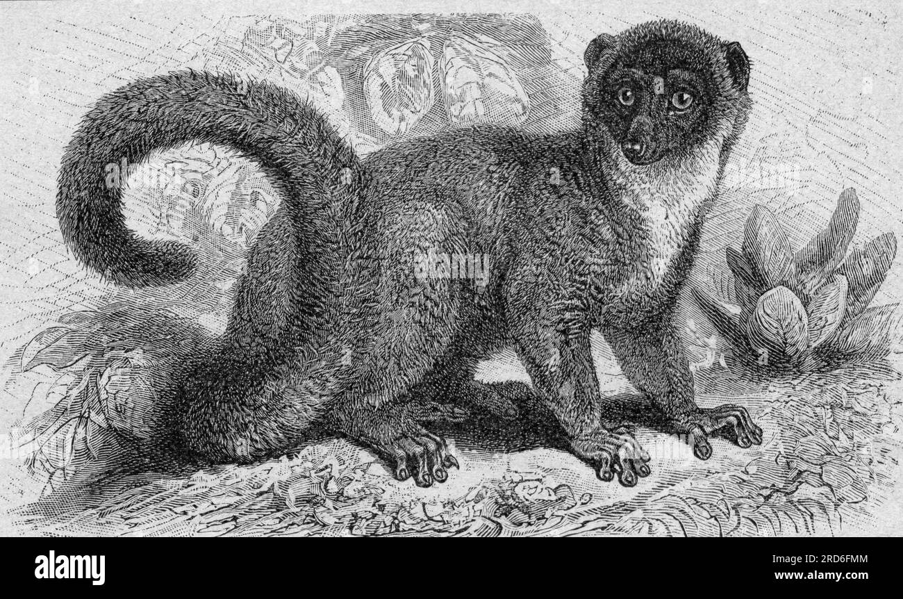 zoologie / Tiere, Affe, Mungo Lemur (Eulemur mongoz), Holzgravierung, 19. Jahrhundert, URHEBERRECHT DES KÜNSTLERS MUSS NICHT GEKLÄRT WERDEN Stockfoto