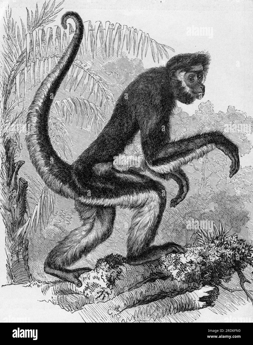 zoologie / Tiere, Affe, Weißbauch-Spinnenaffe (Ateles Belzebuth), Holzgravierung, 19. Jahrhundert, URHEBERRECHT DES KÜNSTLERS MUSS NICHT GEKLÄRT WERDEN Stockfoto