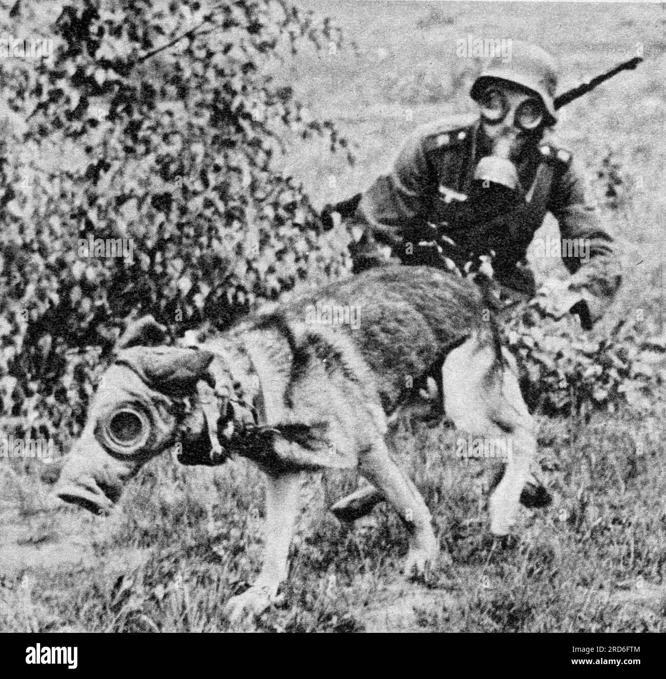 Nationalsozialismus/Nationalsozialismus, Militär, Armee, deutscher Schäferhund als Botenhund, "Koralle", 1940, NUR REDAKTIONELLE VERWENDUNG Stockfoto