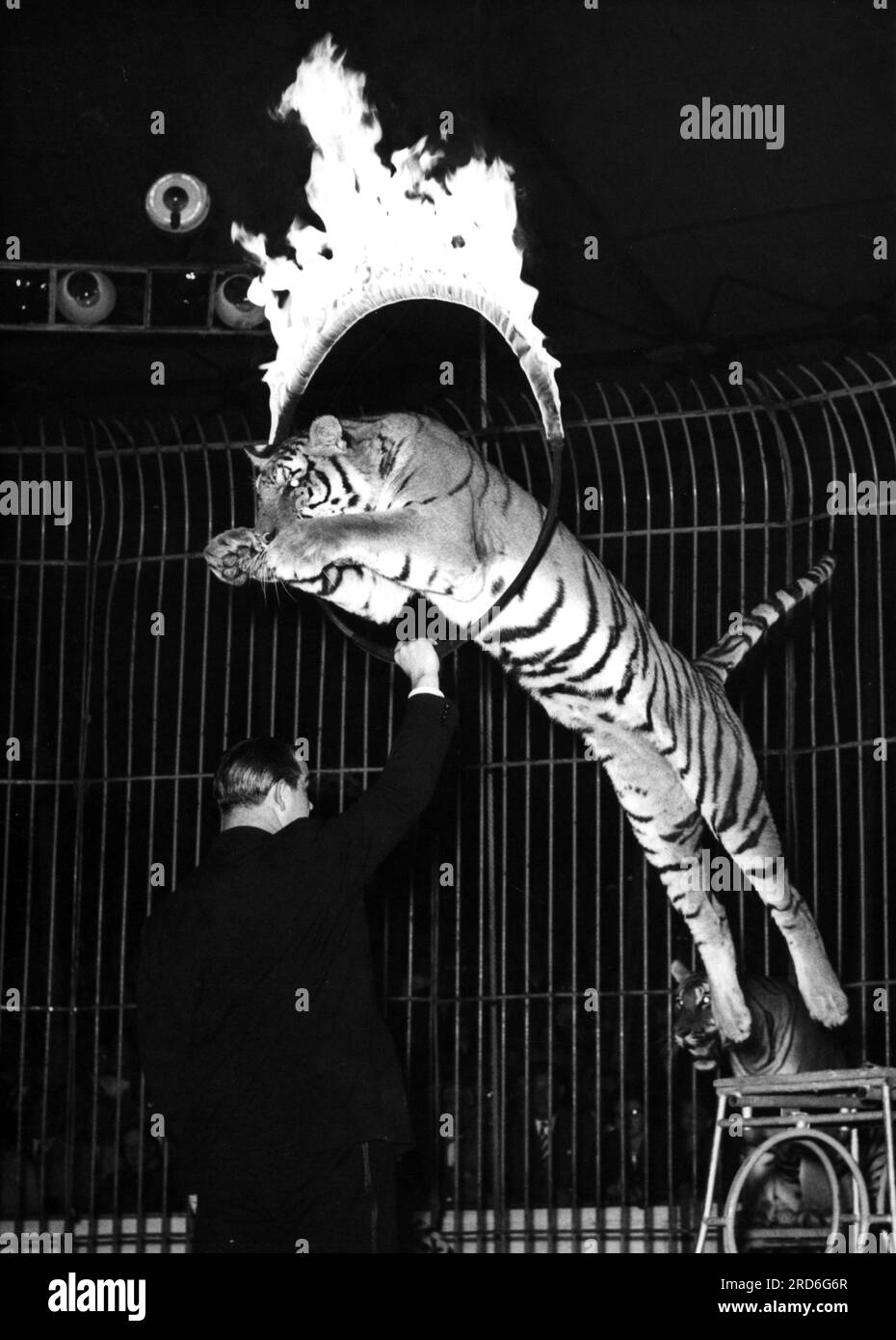 zirkus, Dressur, Tiger, der durch den brennenden Ring springt, 1950er, ZUSÄTZLICHE-RECHTE-FREIGABE-INFO-NICHT-VERFÜGBAR Stockfoto
