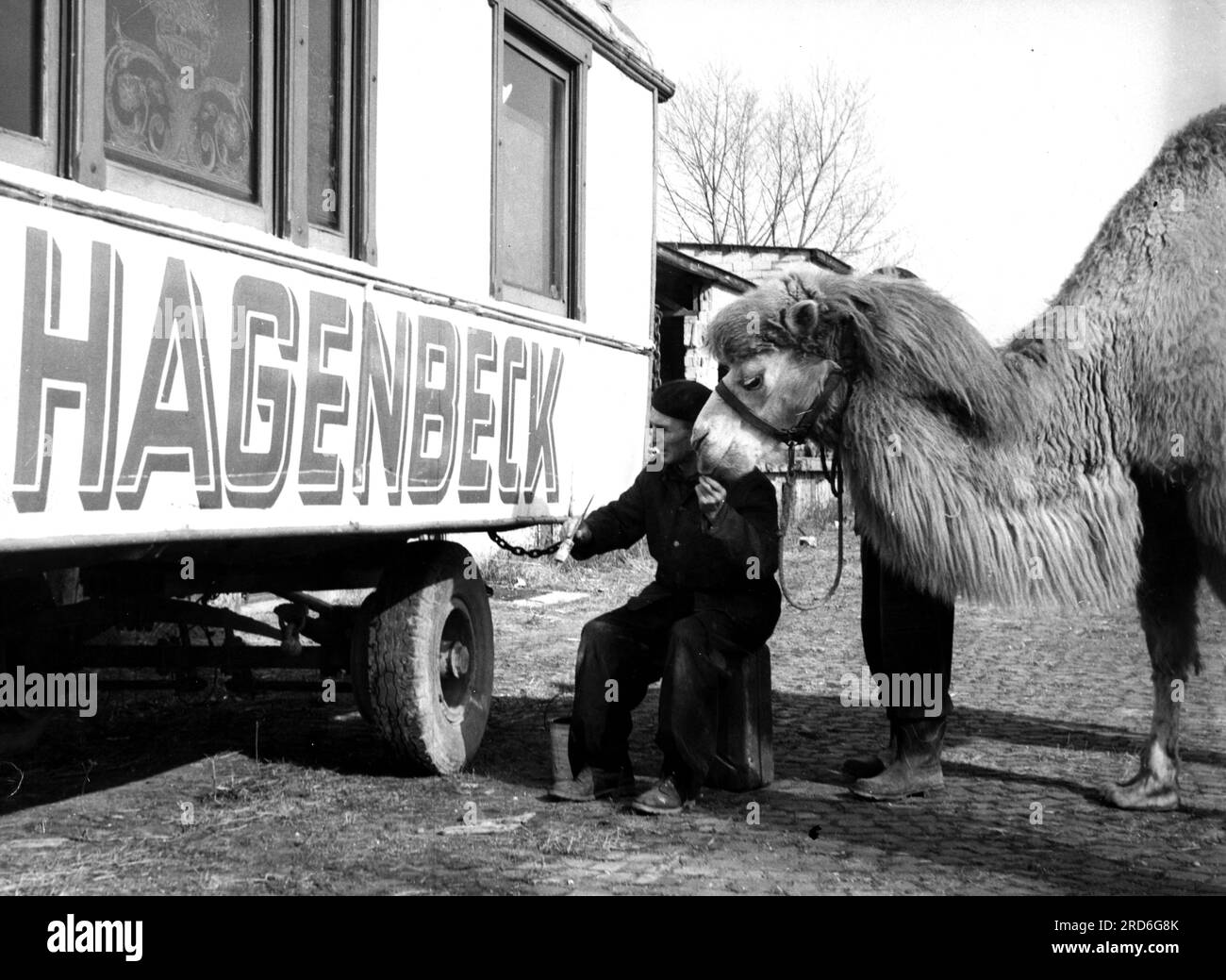 zirkus, Zirkus Willy Hagenbeck, Winterquartiere, Hausmaler mit Kamel, 1950er, ZUSÄTZLICHE-RECHTE-FREIGABE-INFO-NICHT-VERFÜGBAR Stockfoto