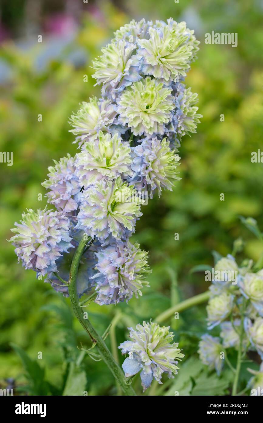 Highlander Series, Larkspur, Delphinium Highlander Crystal Delight, Herbaceous Perennial, Doppel, blass lila mit kastanienbraunen Zentren Stockfoto