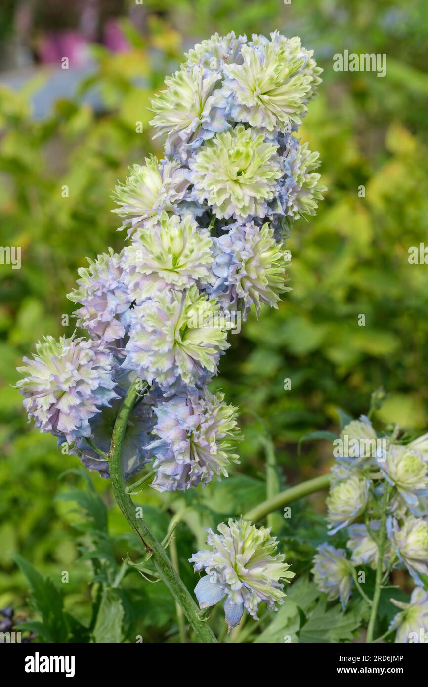 Highlander Series, Larkspur, Delphinium Highlander Crystal Delight, Herbaceous Perennial, Doppel, blass lila mit kastanienbraunen Zentren Stockfoto