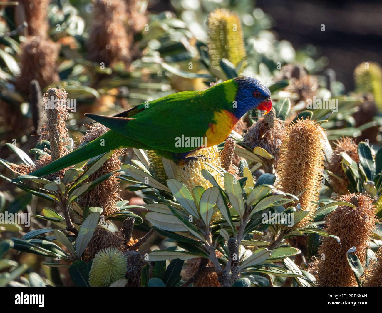 Farbenfrohes Regenbogen-Lorikeet in einem Küsten-Banksia-Baum, der Nectar zum Fressen sucht Stockfoto