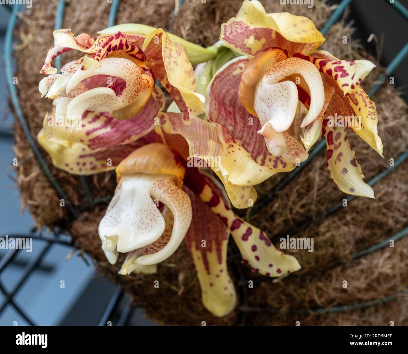Drei Stanhopea oder kopfüber Orchideenblüten in Blüte unter dem Boden ihres Hängekorbs Stockfoto