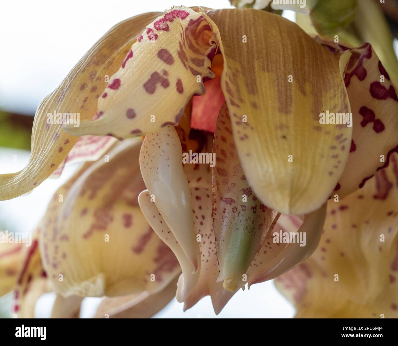 Stanhopea oder kopfüber Orchideenblumen in Blüte unter dem Boden ihres Hängekorbs, Nahaufnahme Stockfoto