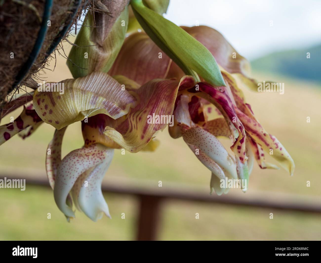 Stanhopea oder umgedrehte Orchideenblumen, die unter ihrem Hängekorb blühen, rotes Muster auf Gelb Stockfoto