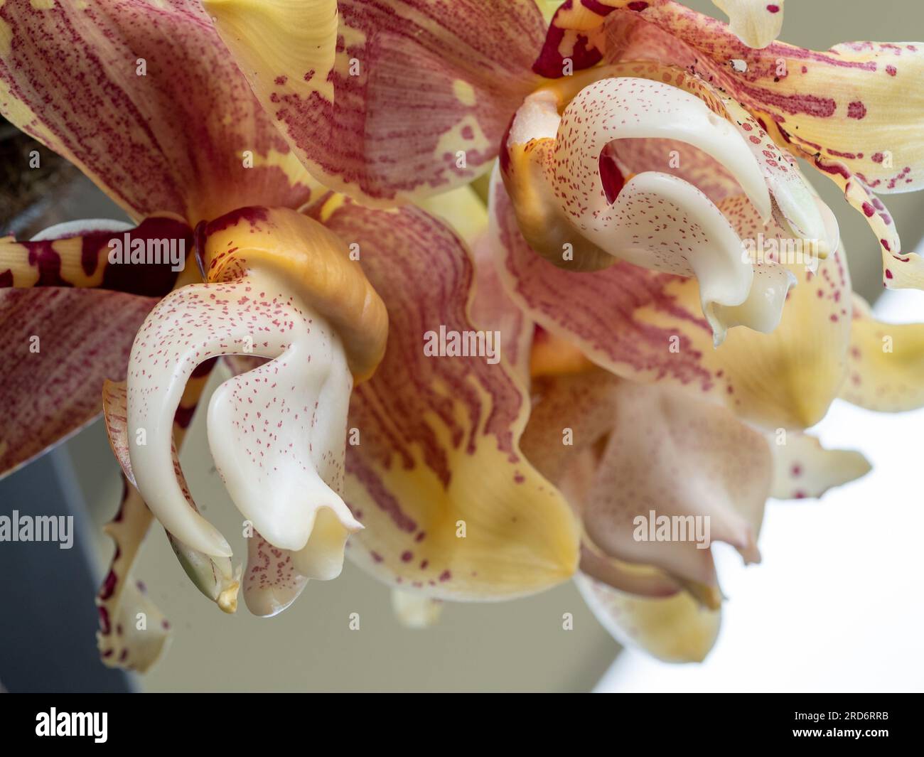 Stanhopea oder umgedrehte Orchideenblüten in Blütenform und Blütendetails, rotes Muster auf Gelb Stockfoto