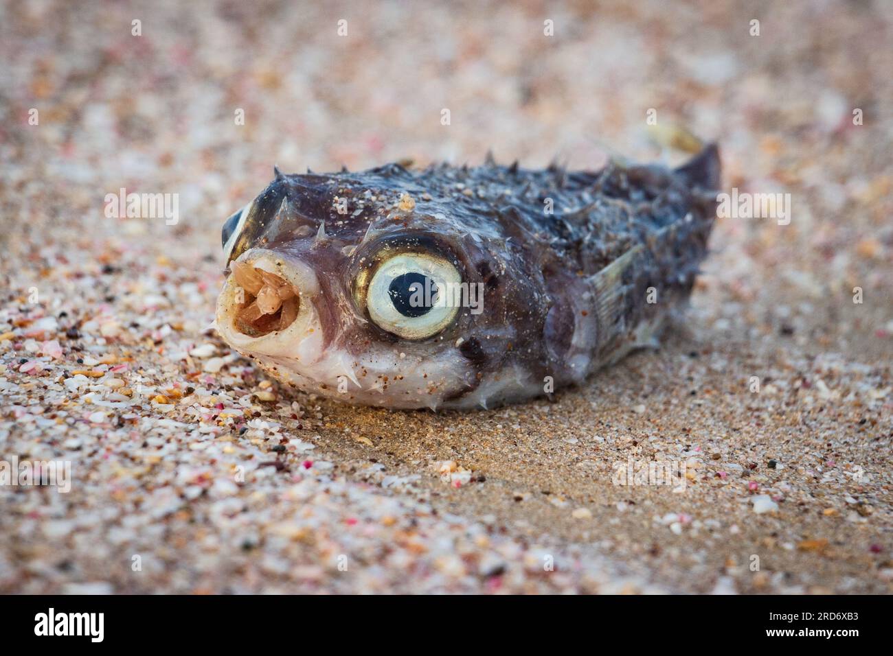 Toter Kugelfisch wurde am Strand angespült Stockfoto