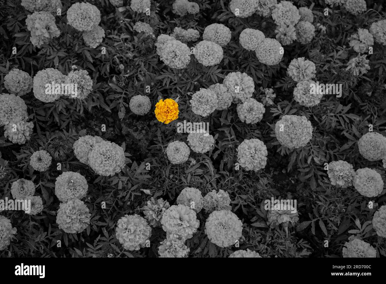 Afrikanische Ringelblume im Stadtpark Stockfoto