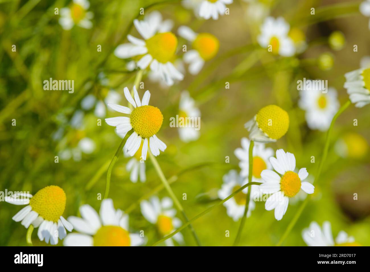 Kamillenblüten in einem Sommergarten. Kamillenkräuter zur Kräuterinfusion anbauen. Selektiver Fokus Stockfoto