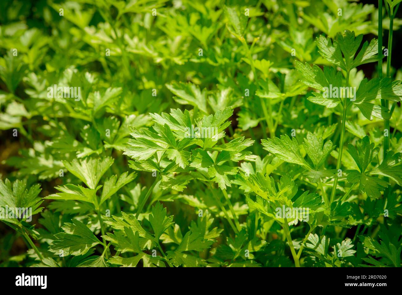 Junge grüne Petersilie, die auf einem Beet auf einem Gemüsehof wächst. Nahaufnahme von grünen Petersilie-Blättern und -Stängeln. Petersilie ist eine Quelle von Flavonoiden und Antioxidantien; Stockfoto