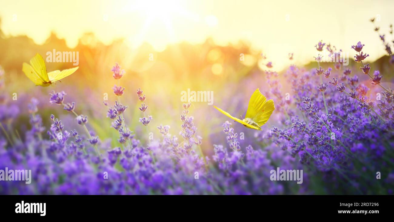 Sommerwaldlichter mit blühenden Lavendelblumen und Schmetterlingen an einem sonnigen Tag; Hintergrundbeleuchtung, High Key Stockfoto
