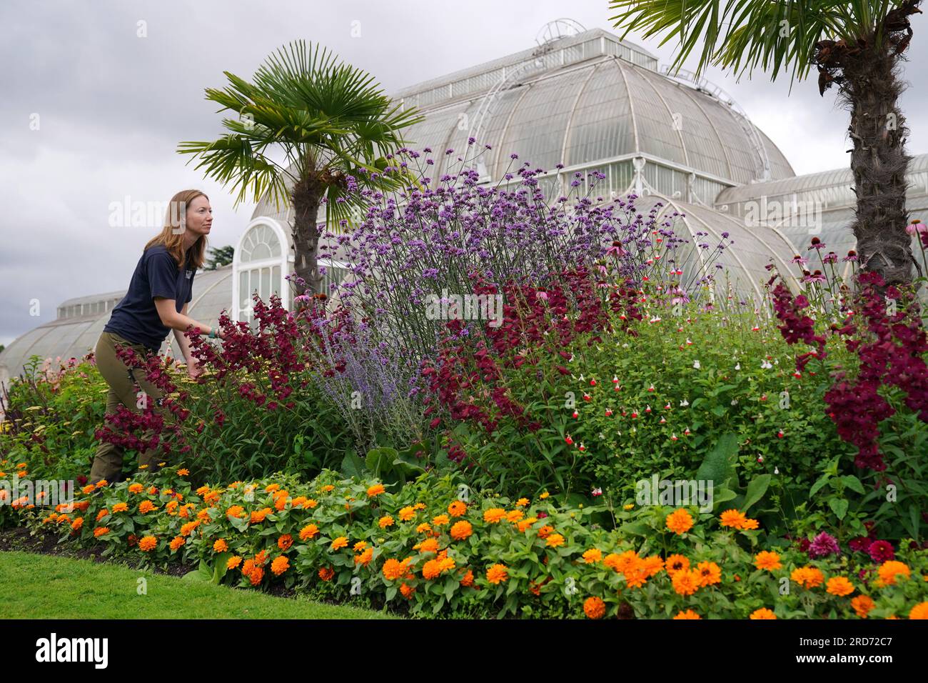 Polly Stevens, die Dekorationsleiterin, arbeitet in diesem Sommer zum ersten Mal mit Penstemon, Verbena und anderen Herbaceuos Perrenials und immergrünen, die vor dem Palm House in den Londoner Kew Gardens gepflanzt wurden, um den Wasserverbrauch zu reduzieren und Bestäuber zu ermutigen. Bilddatum: Mittwoch, 19. Juli 2023. Stockfoto