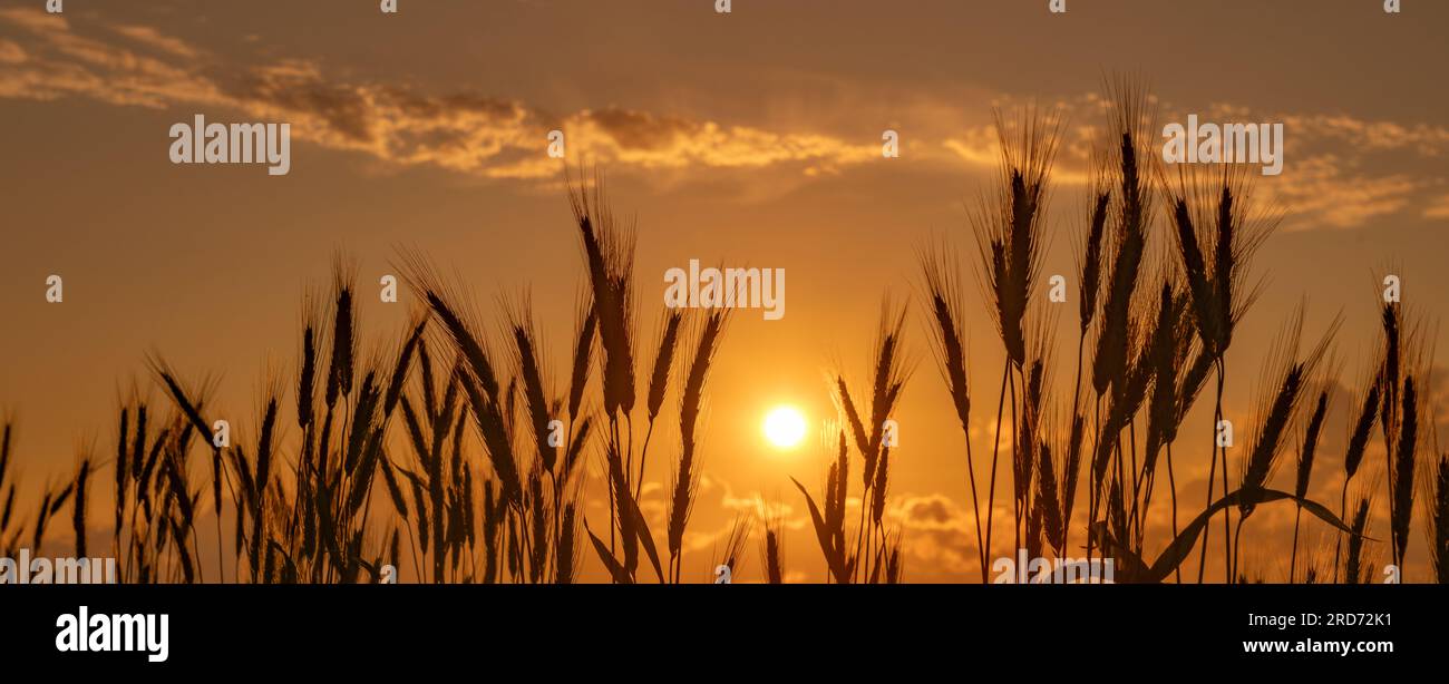 Ein Panoramablick bei Sonnenuntergang mit Sonnenuntergang inmitten einer Ernte goldenen Weizens Nottingham UK Stockfoto