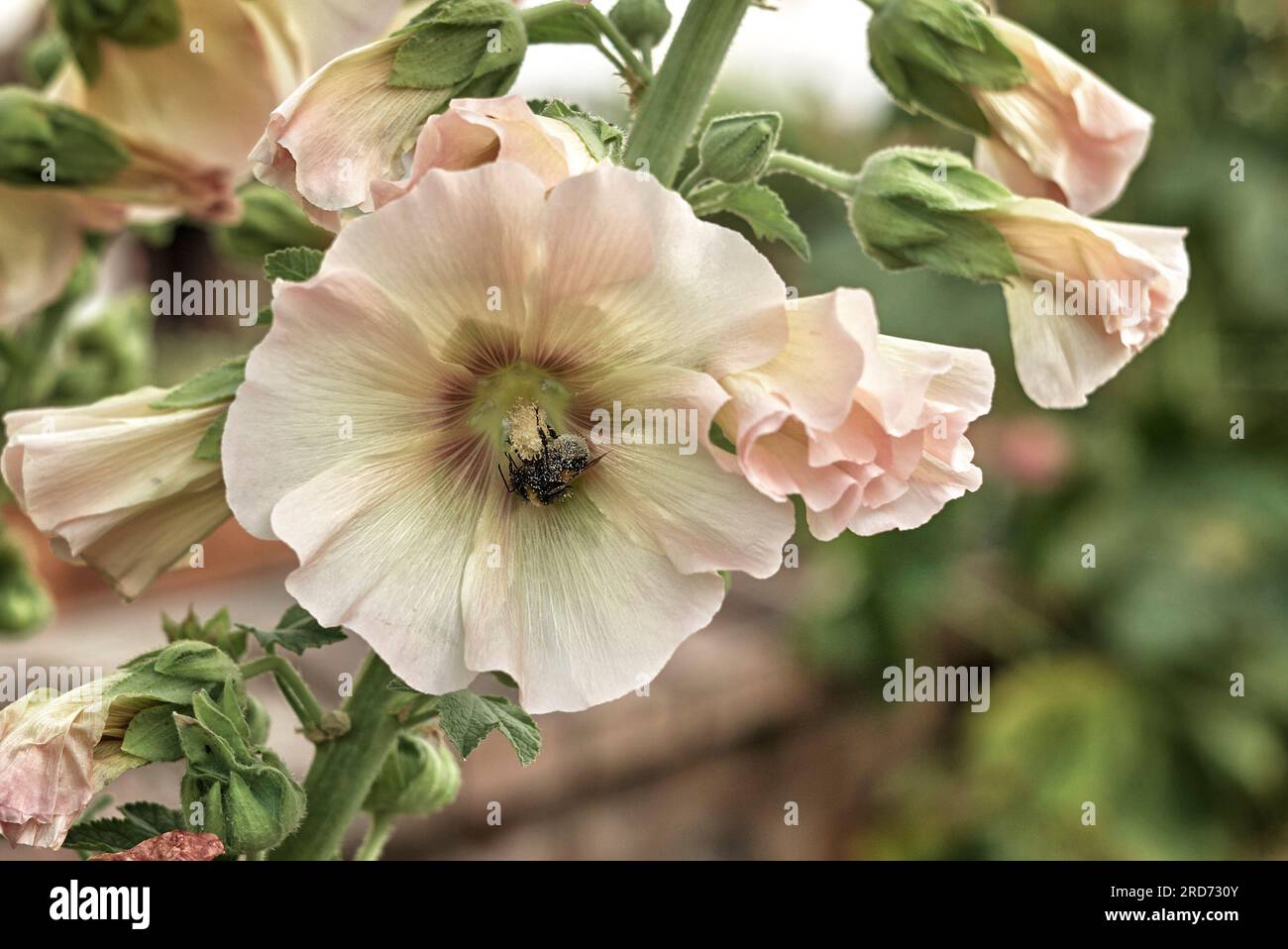 Eine tote Biene, bedeckt mit Pollen, von der Bestäubung einer Blume, Alcea rosea. Dies ist kein ungewöhnliches Ereignis, und es wird eine Reihe von Gründen festgehalten. Stockfoto