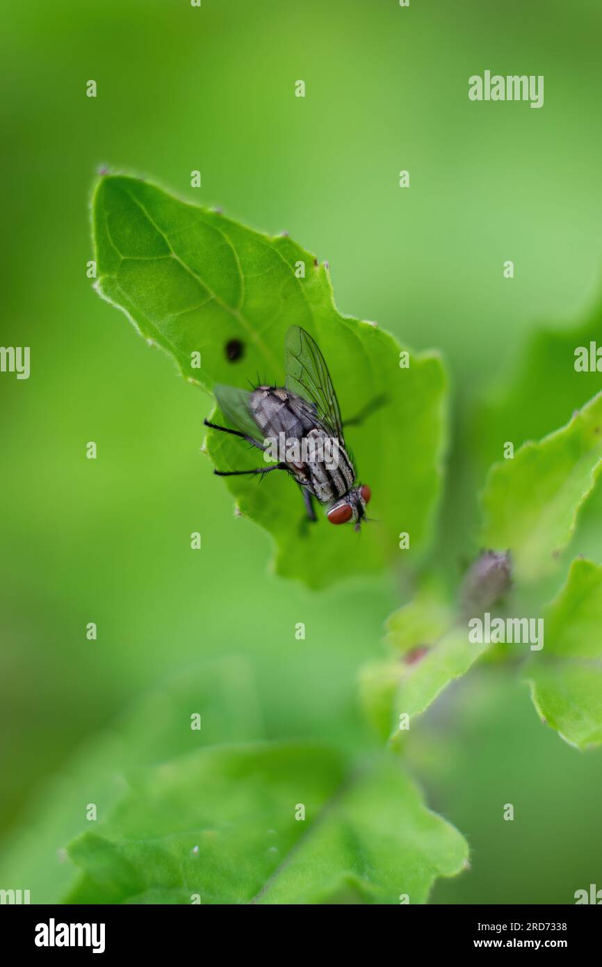 Makroporträt einer Fliege auf einem Blatt. Eine kleine schwarze Fliege sitzt auf einem grünen Blatt Stockfoto
