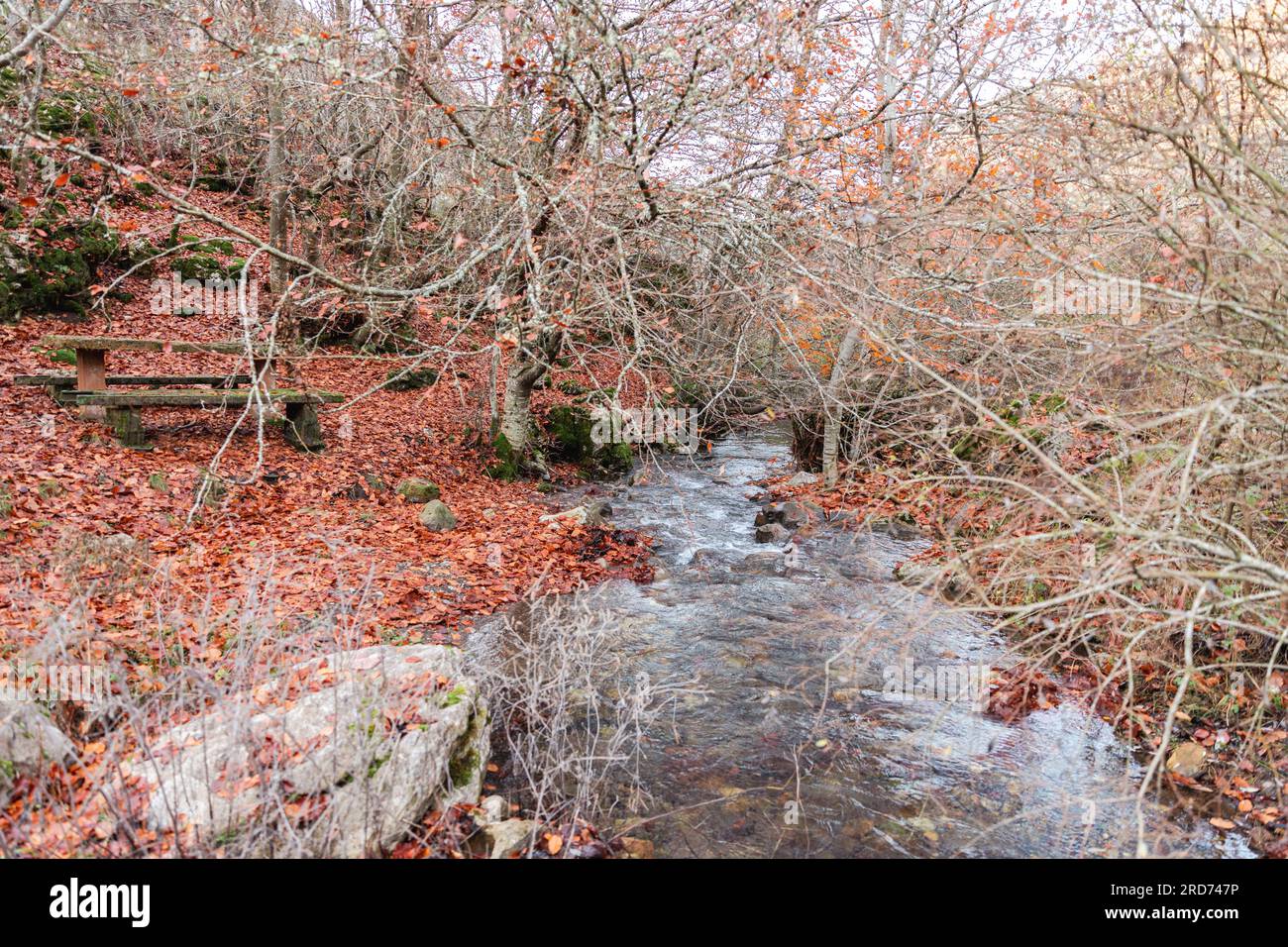 Der ruhige Fluss schlängelt sich durch nackte Bäume und einen Teppich aus rauschenden braunen Blättern, der von der Essenz der Herbstschönheit umhüllt wird Stockfoto