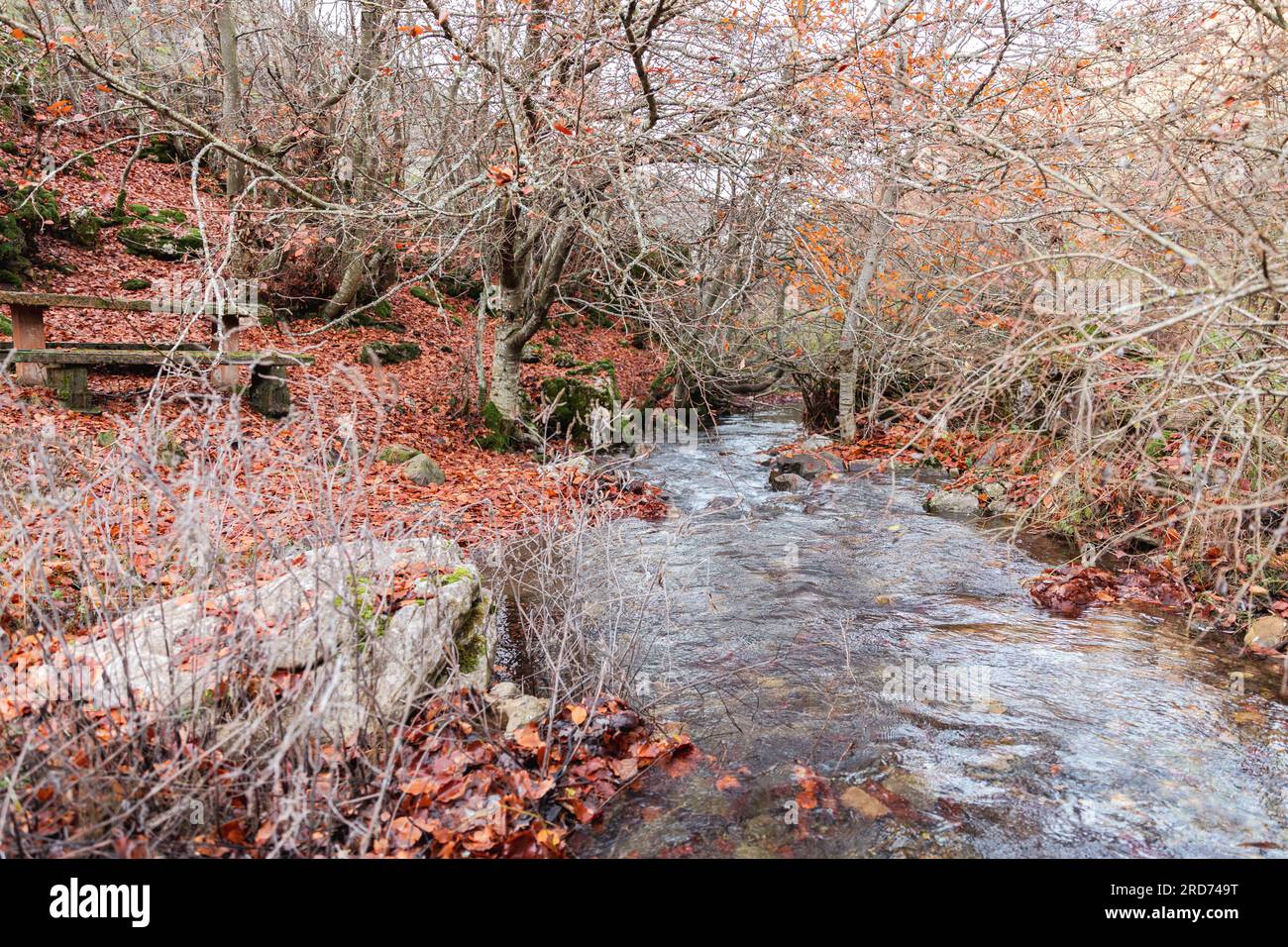 Ein sanfter Fluss windet inmitten von Blattböden und kargen Bäumen, eine ruhige Herbstsymphonie Stockfoto