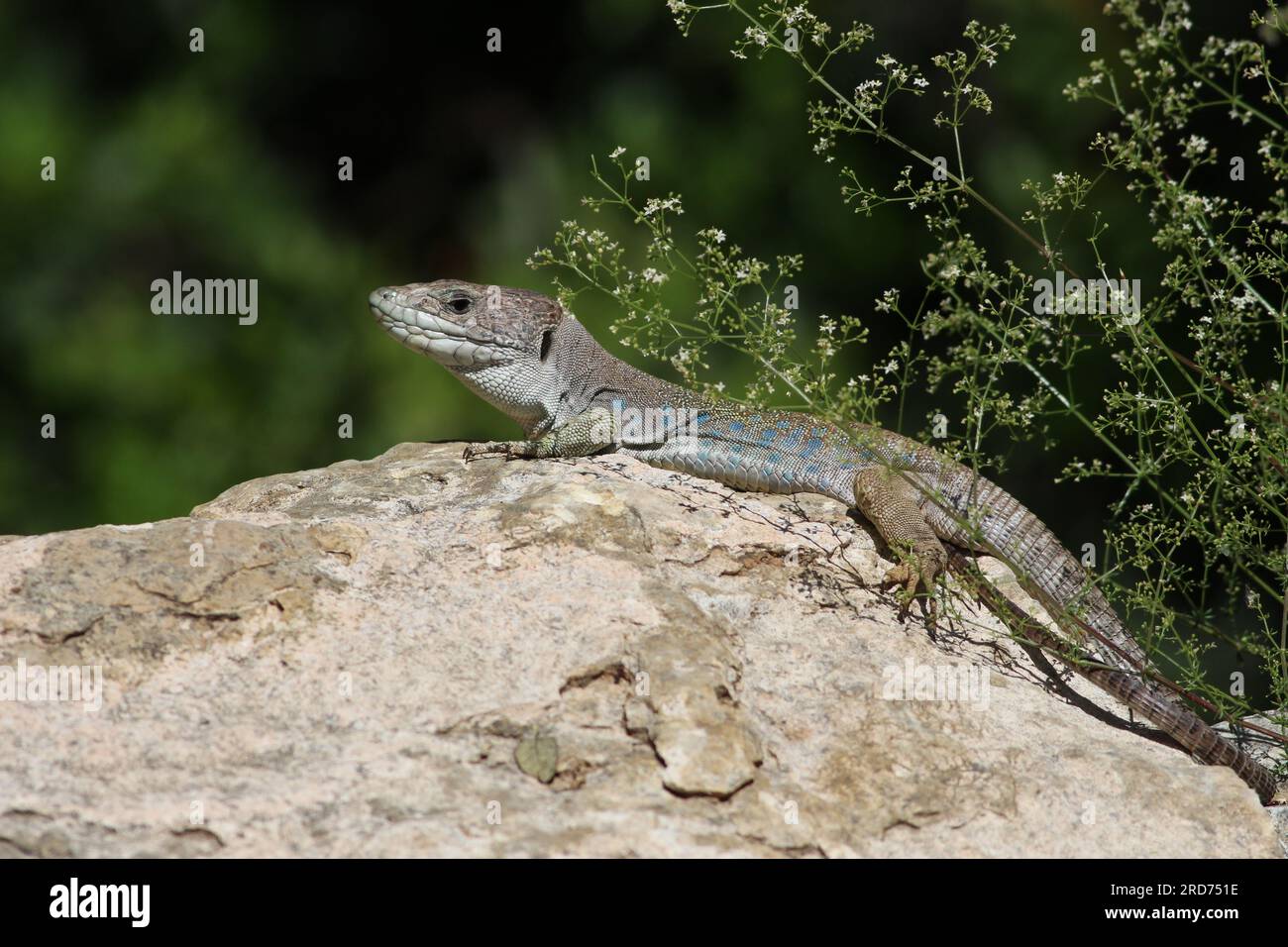 Verborgene Lizard on Rock Stockfoto