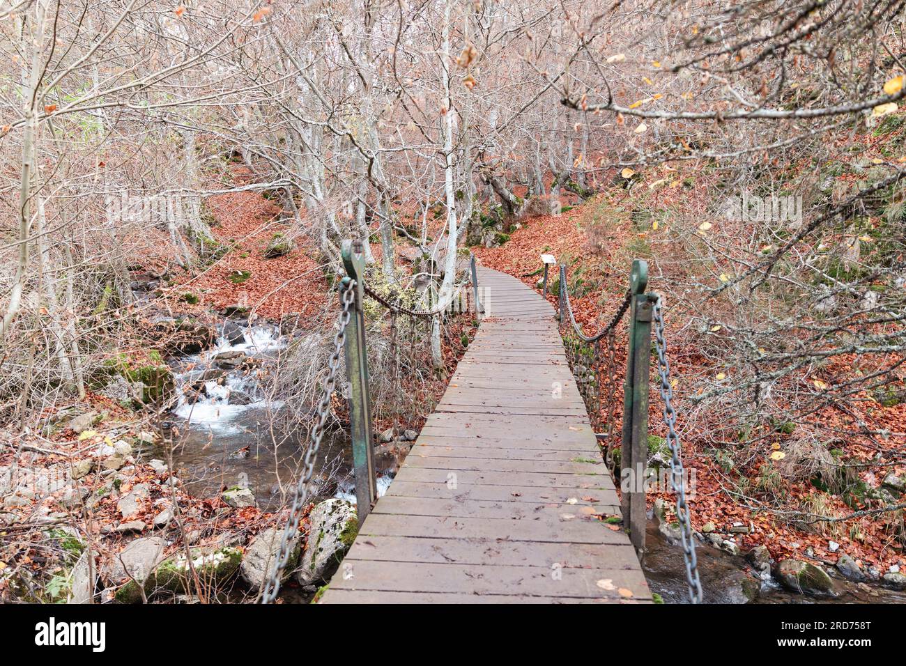 Die malerischen Holzbrücken begrüßen Sie am Anfang des Faedo de Ciñera und führen Sie inmitten der Herbstatmosphäre Stockfoto