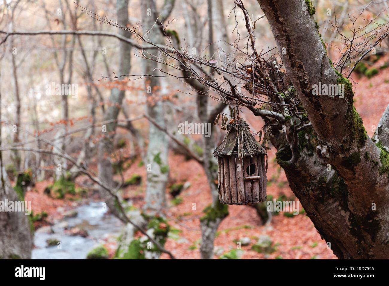 Entdecken Sie ein bezauberndes hölzernes Vogelhaus im Herzen von Faedo de Ciñera, ein herrlicher Zufluchtsort für gefiederte Freunde inmitten der Waldlandschaft Stockfoto