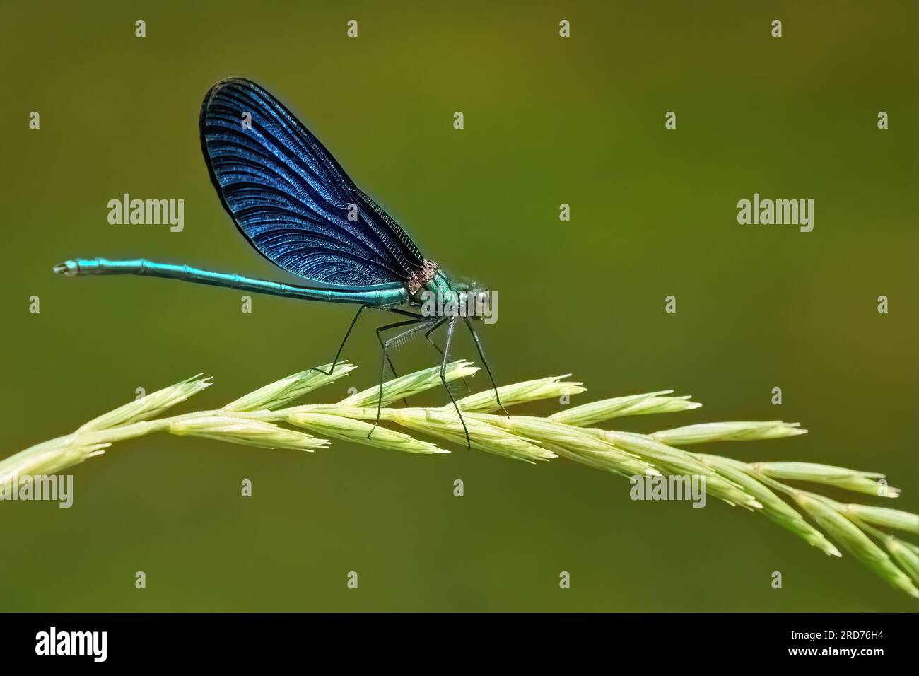 Wunderschöne Demoiselle (Calopteryx virgo), männlich auf dem Ohr eines Sofas Stockfoto