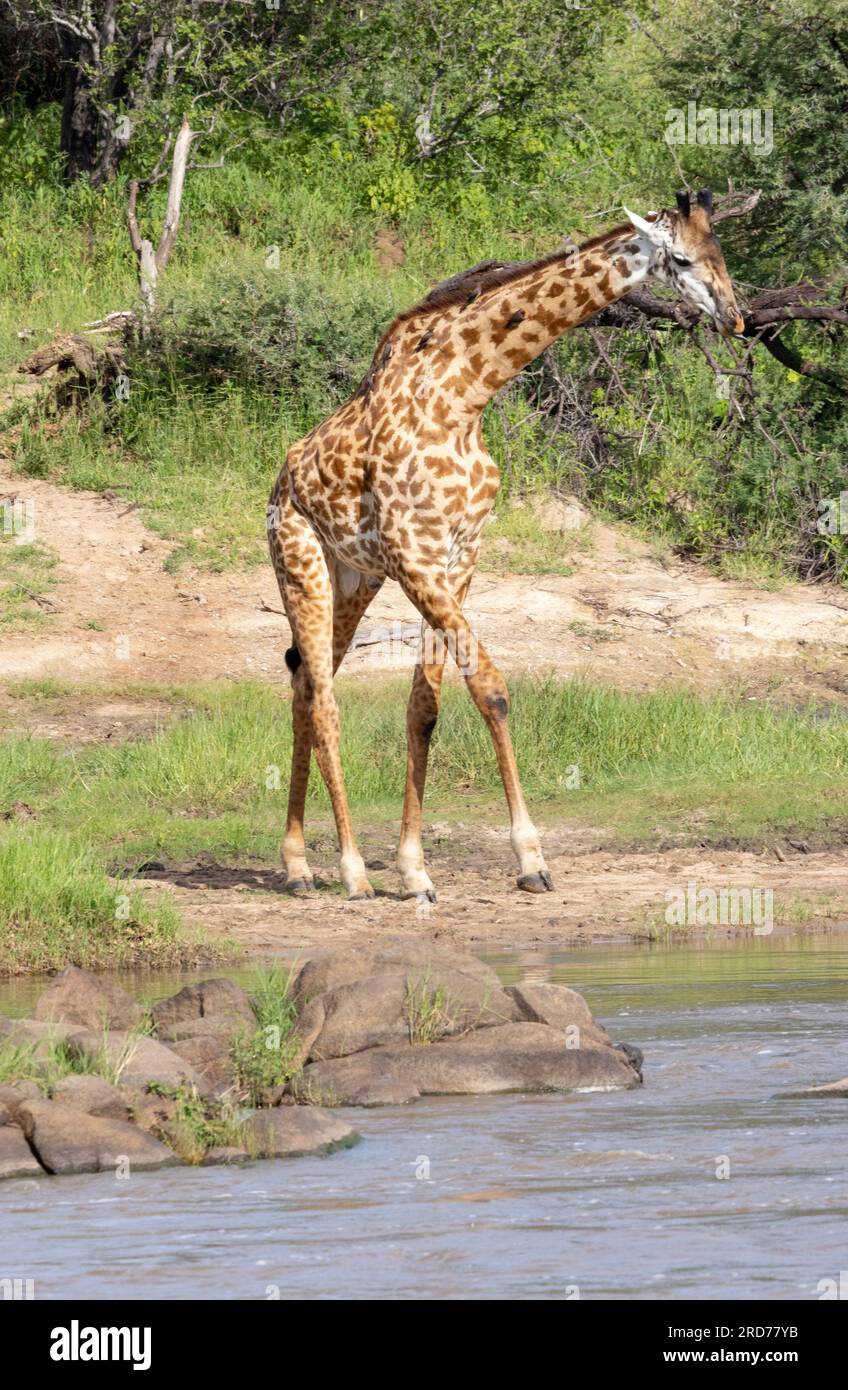 Giraffen sind immer vorsichtig, wenn sie sich dem Wasser nähern. Sie sind am verletzlichsten, wenn sie trinken, und sie wissen, dass Raubtiere oft in einem Hinterhalt lauern. Stockfoto