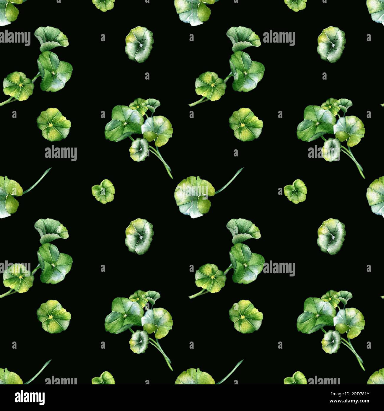 Centella asiatica, Geranium, wasserfarbenes nahtloses Muster, isoliert auf Schwarz. Pennywort, gotu-Cola, abgerundete Blätter, handgezeichnete Kräuterpflanzen. Design für Stockfoto