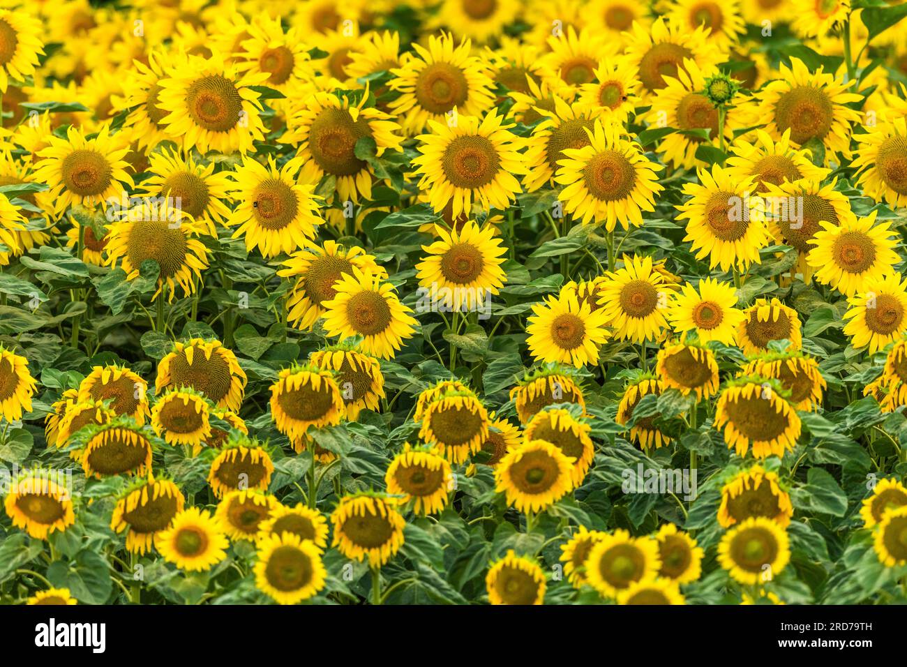 Sonnenblumen auf einem Ackerfeld. Bas-Rhin, Collectivite europeenne d'Alsace, Grand Est, Frankreich, Europa. Stockfoto